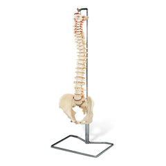 Collection image for: Anatomical Models & Charts