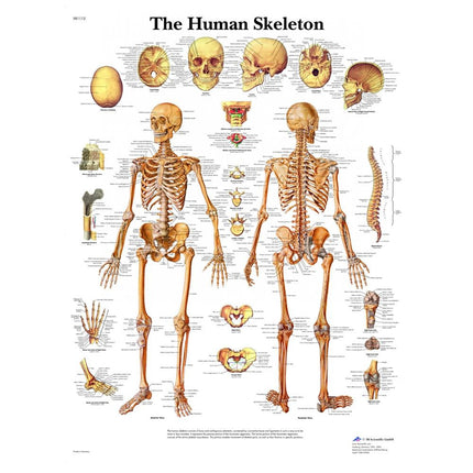 Human Skeleton Laminated Chart 20" x 26"