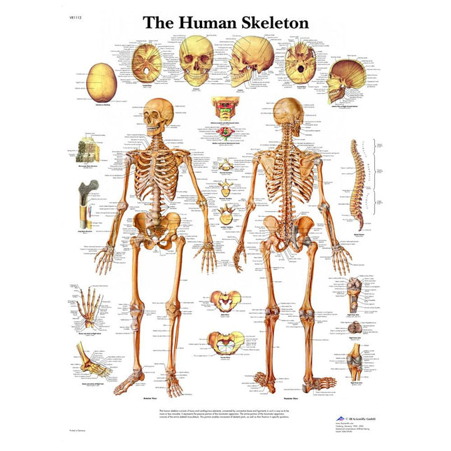 Human Skeleton Laminated Chart 20" x 26"