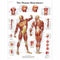 Anatomical Models & Charts