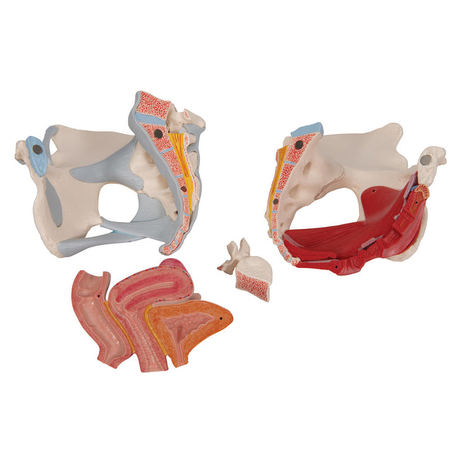 4-Part Female Pelvis w/ Ligaments Through Pelvic Floor Muscle Org