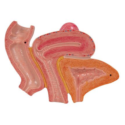 4-Part Female Pelvis w/ Ligaments Through Pelvic Floor Muscle Org