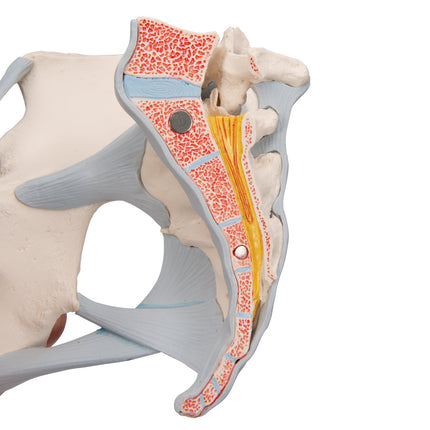 4-Part Female Pelvis w/ Ligaments Through Pelvic Floor Muscle Org