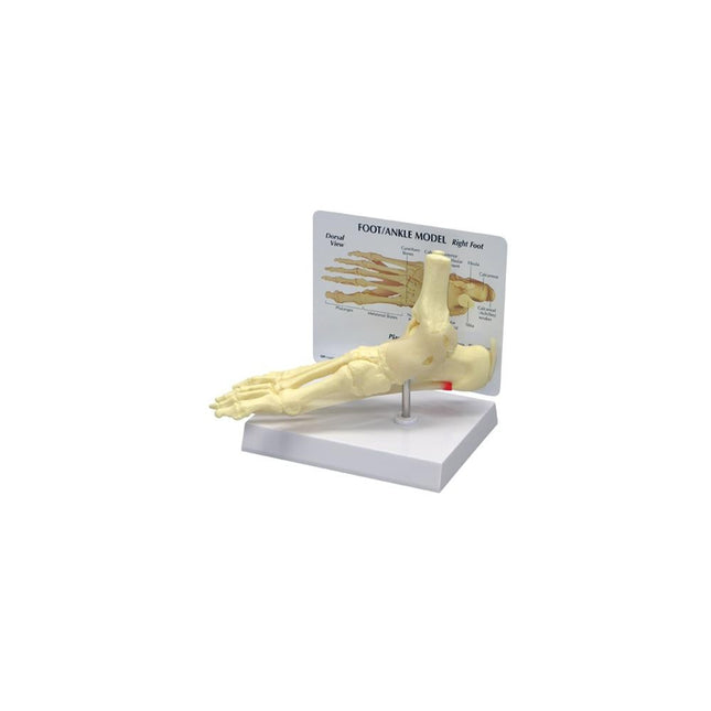 GPI Anatomicals Foot/Ankle Plantar Faciitis