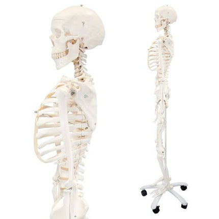 Stan The Standard Skeleton Anatomical Model