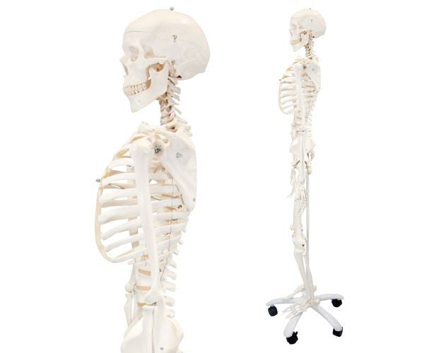 Stan The Standard Skeleton Anatomical Model