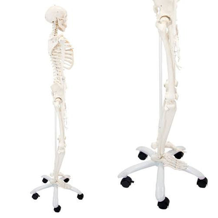 Stan The Standard Skeleton Anatomical Model