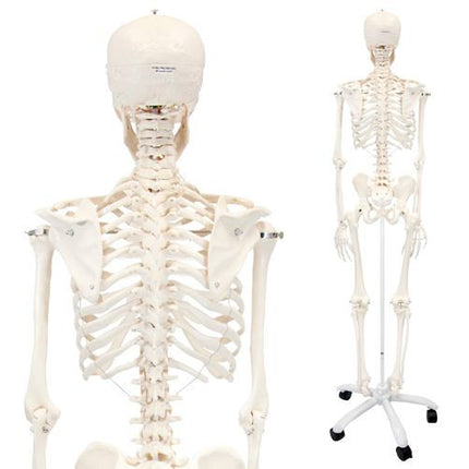 Stan The Standard Skeleton Anatomical Model