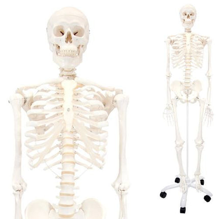 Stan The Standard Skeleton Anatomical Model